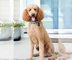 Small Photo #1 Goldendoodle Puppy For Sale in STEM, NC, USA