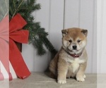 Small Photo #3 Shiba Inu Puppy For Sale in FREDERICKSBURG, OH, USA