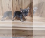 Small Photo #3 French Bulldog Puppy For Sale in INDIANAPOLIS, IN, USA