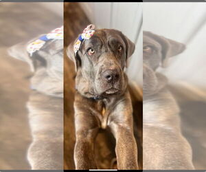 Neapolitan Mastiff Dogs for adoption in Ellisville, MO, USA