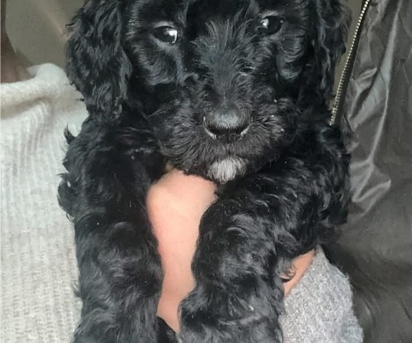 Medium Photo #7 Goldendoodle Puppy For Sale in LAWRENCEVILLE, GA, USA