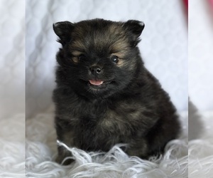 Pomeranian Puppy for sale in ROCK STREAM, NY, USA