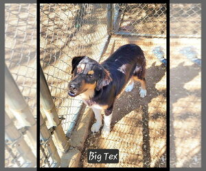 Big Tex - Male Aussie Pyrenees Dog for Adoption - Photo #2