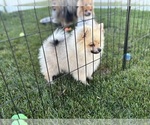 Small Photo #5 Pomeranian Puppy For Sale in DANVILLE, IN, USA