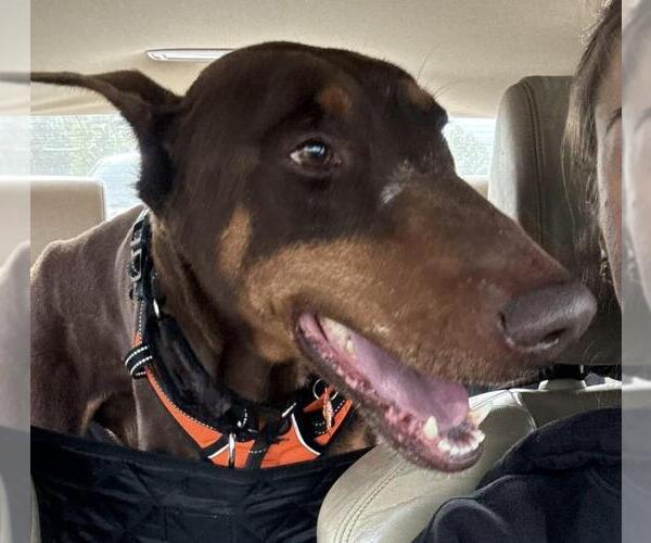 Medium Photo #1 Doberman Pinscher Puppy For Sale in Woodland, CA, USA