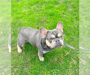 Father of the French Bulldog puppies born on 03/12/2026