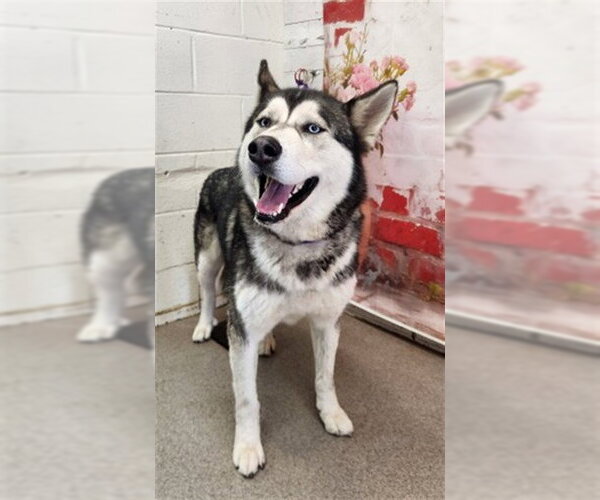 Medium Photo #1 Siberian Husky Puppy For Sale in San Bernardino, CA, USA