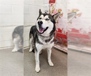 Siberian Husky Dogs for adoption in San Bernardino, CA, USA