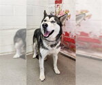 Small Siberian Husky