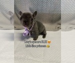 Small #5 French Bulldog