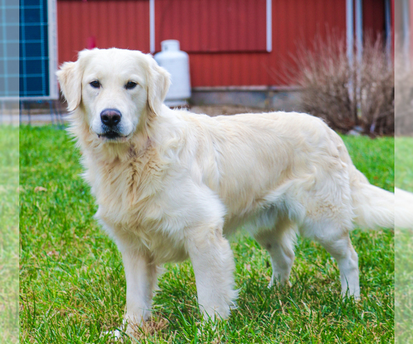 Medium Photo #1 English Cream Golden Retriever Puppy For Sale in SYRACUSE, IN, USA
