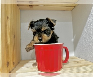 Yorkshire Terrier Puppy for Sale in CASSVILLE, Missouri USA