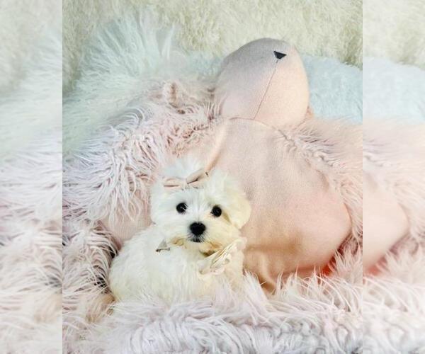 Medium Photo #4 Maltese Puppy For Sale in FORT LAUDERDALE, FL, USA