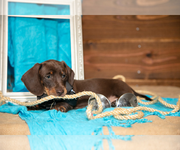 Medium Photo #2 Dachshund Puppy For Sale in WAKARUSA, IN, USA