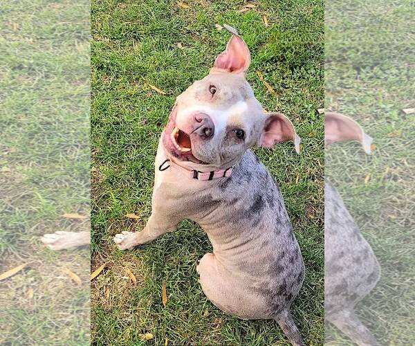 Medium Photo #3 American Pit Bull Terrier-Unknown Mix Puppy For Sale in Millersville, MD, USA