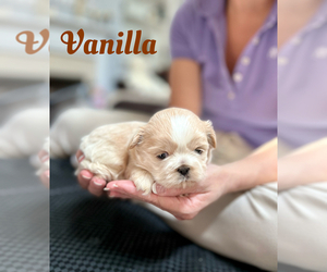 Shih Tzu Puppy for sale in SUGAR HILL, GA, USA
