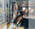Small German Shepherd Dog