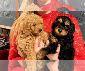 Cavapoo Puppy for sale in TAMPA, FL, USA