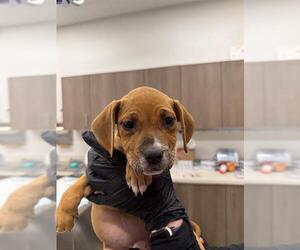 Basset Hound-Unknown Mix Dogs for adoption in Baytown, TX, USA