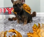 Small Photo #3 French Bulldog Puppy For Sale in ADELAIDE, WA, USA