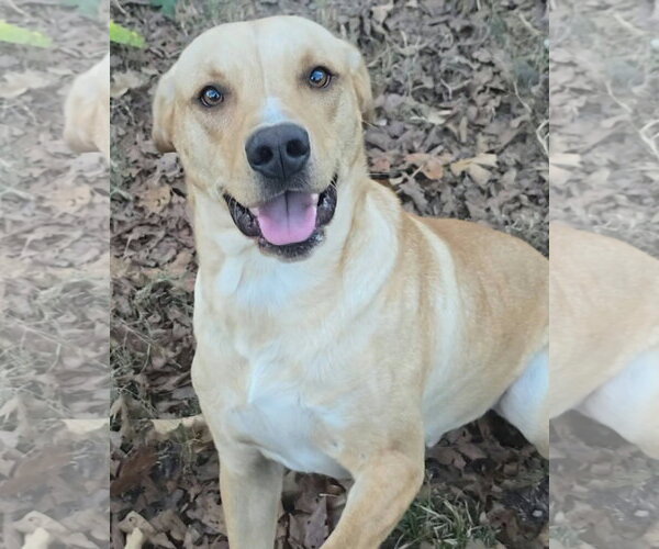 Medium Photo #1 Labrador Retriever-Unknown Mix Puppy For Sale in Alexander, AR, USA
