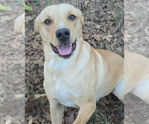 Labrador Retriever-Unknown Mix Dogs for adoption in Alexander, AR, USA