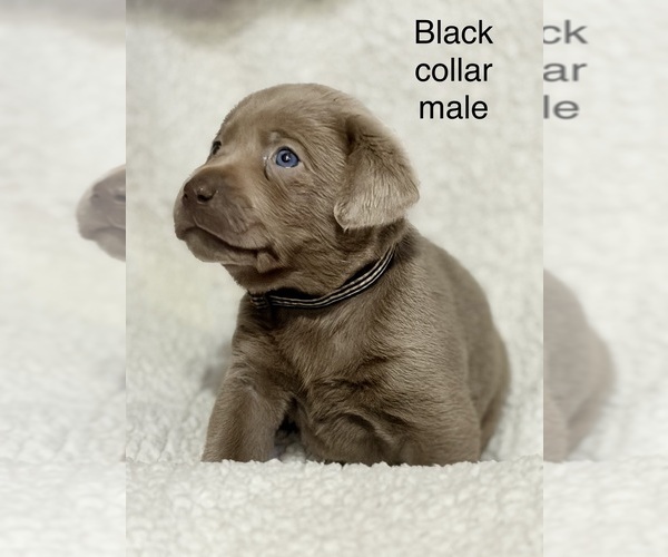 Medium Photo #14 Labrador Retriever Puppy For Sale in LINDEN, MI, USA