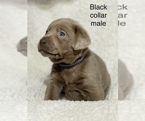 Medium Labrador Retriever