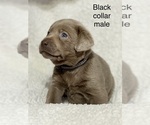 Puppy Black collar Labrador Retriever