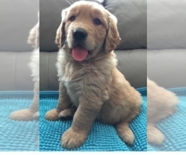 Medium Photo #1 Golden Retriever Puppy For Sale in SANTA ANA, CA, USA