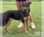 Small #2 German Shepherd Dog Mix