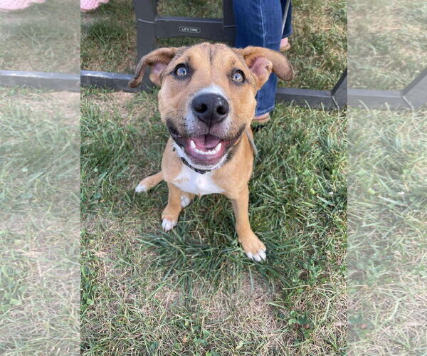 Medium Photo #2 American Pit Bull Terrier-Unknown Mix Puppy For Sale in Derwood, MD, USA