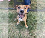 Small #1 American Pit Bull Terrier Mix