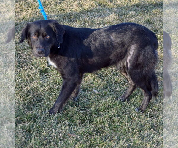 Medium Photo #2 Collie-Unknown Mix Puppy For Sale in Huntley, IL, USA