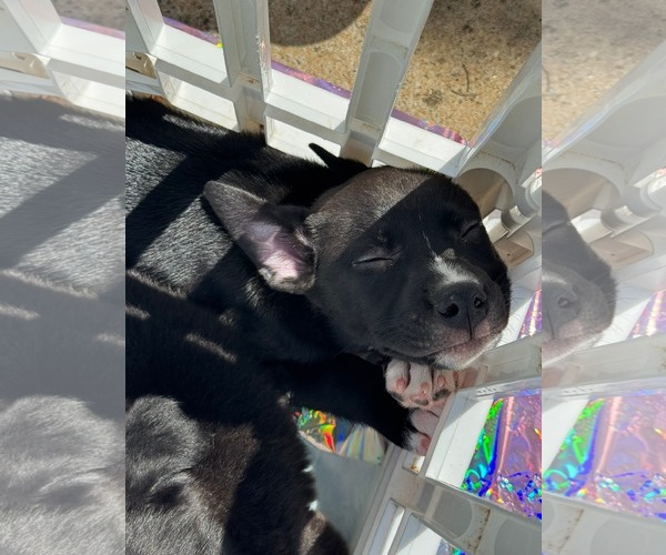 Medium Photo #9 American Staffordshire Terrier-Unknown Mix Puppy For Sale in Holly Springs, NC, USA