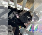 Small #8 American Staffordshire Terrier Mix