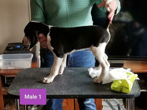 Medium Photo #4 Treeing Walker Coonhound Puppy For Sale in WAKEFIELD, VA, USA