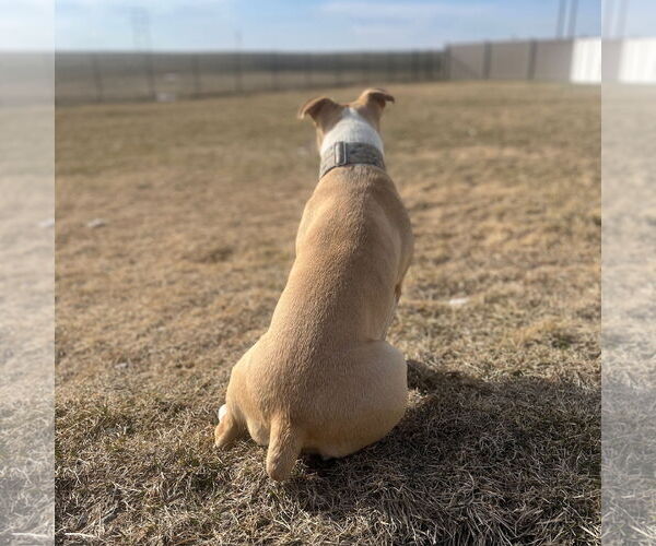 Medium Photo #27 American Pit Bull Terrier-Unknown Mix Puppy For Sale in Fargo, ND, USA