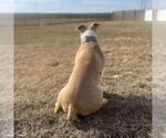 Small #26 American Pit Bull Terrier Mix