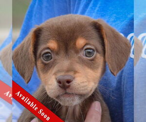 Doxle Dogs for adoption in Huntley, IL, USA