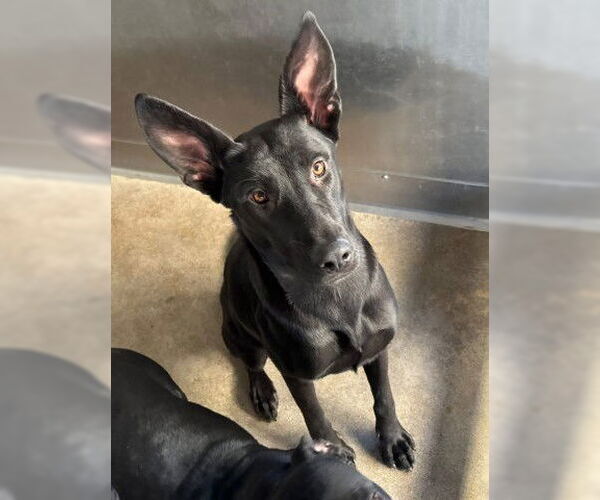 Medium Photo #3 German Shepherd Dog-Unknown Mix Puppy For Sale in San Bernardino, CA, USA