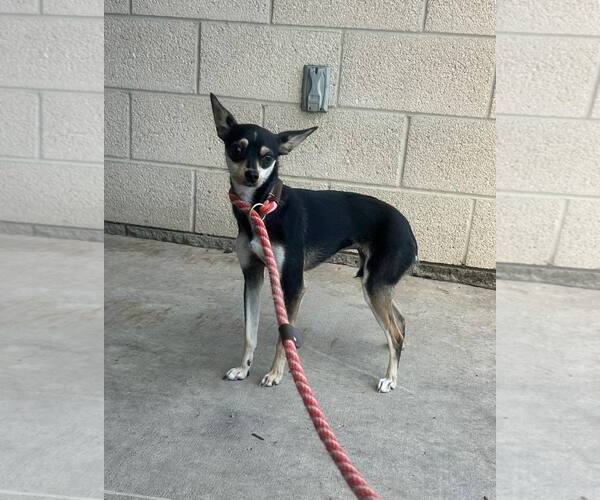 Medium Photo #1 Chihuahua-Unknown Mix Puppy For Sale in Rowlett, TX, USA