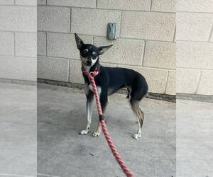 Chihuahua-Unknown Mix Dogs for adoption in Rowlett, TX, USA