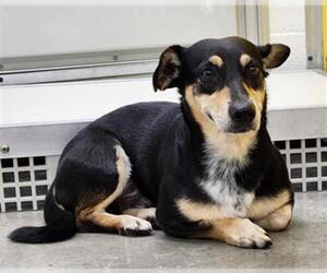 Dachshund-Unknown Mix Dogs for adoption in Temple, TX, USA