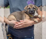 Small #2 American Staffordshire Terrier-Pomeranian Mix
