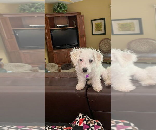 Medium Photo #8 Bichon Frise Puppy For Sale in St. Louis Park, MN, USA