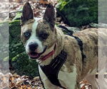 Small #23 Catahoula Leopard Dog Mix