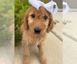 Goldendoodle (Miniature) Puppy for sale in HOUSTON, TX, USA