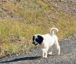 Small #2 Saint Berdoodle