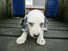 Small Photo #3 Dalmatian Puppy For Sale in HUDSON, MI, USA
